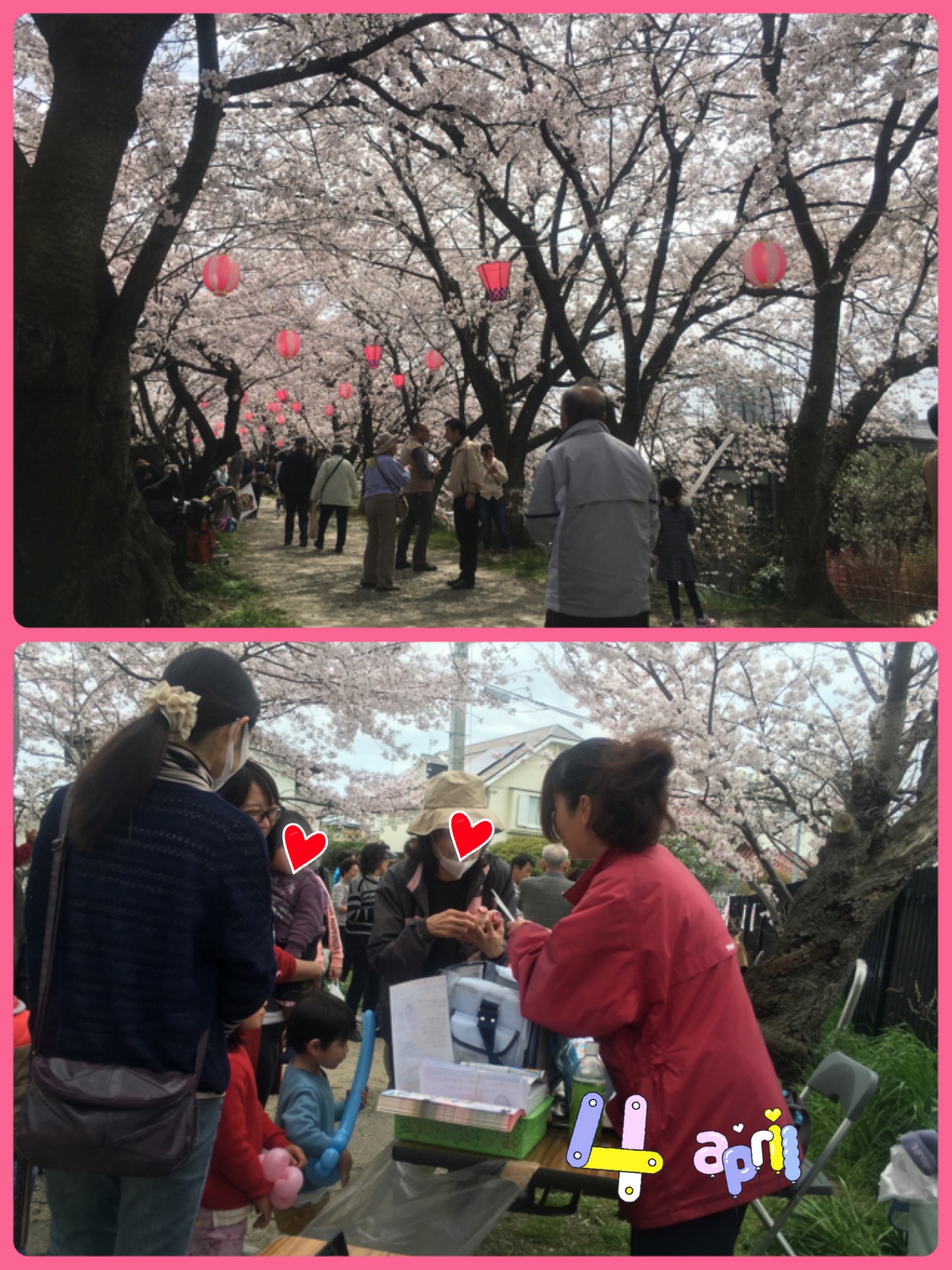 桜　祭り